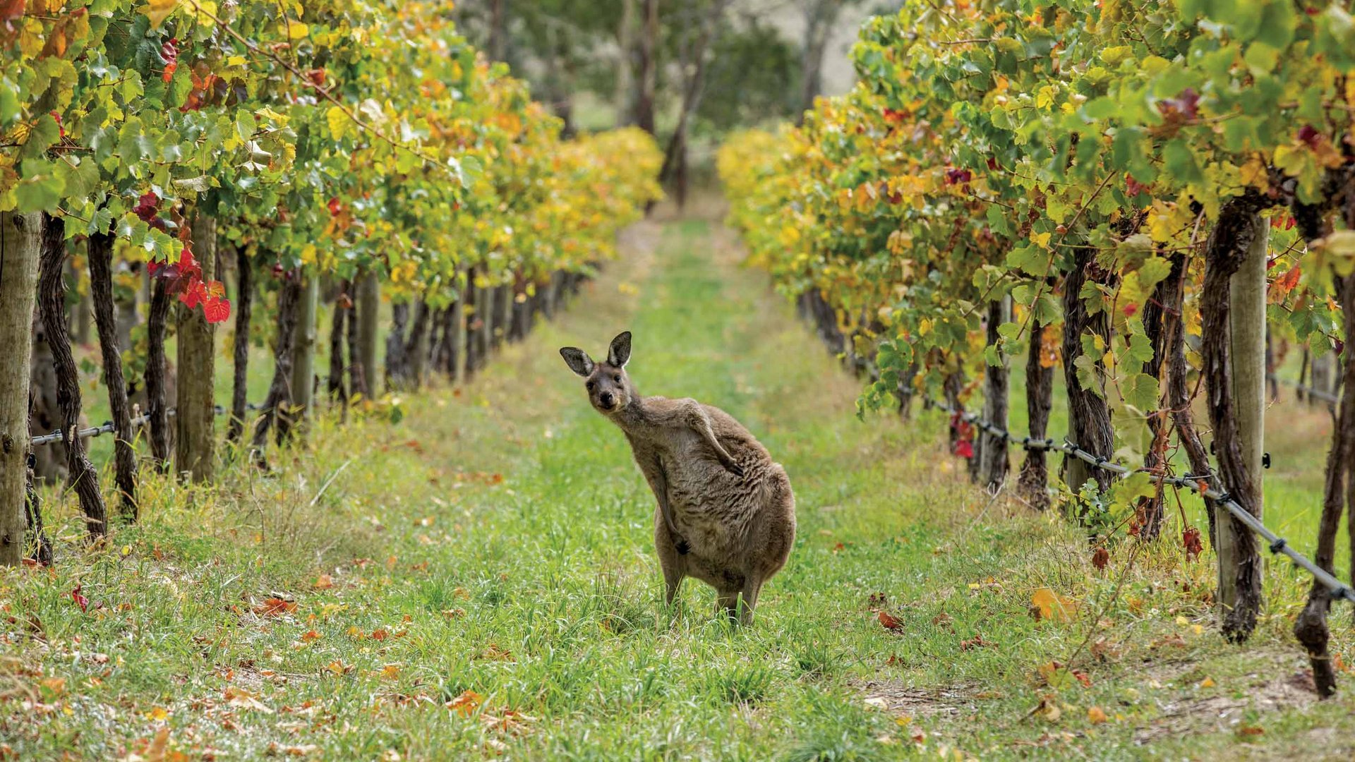 Australiens Tierwelt erleben