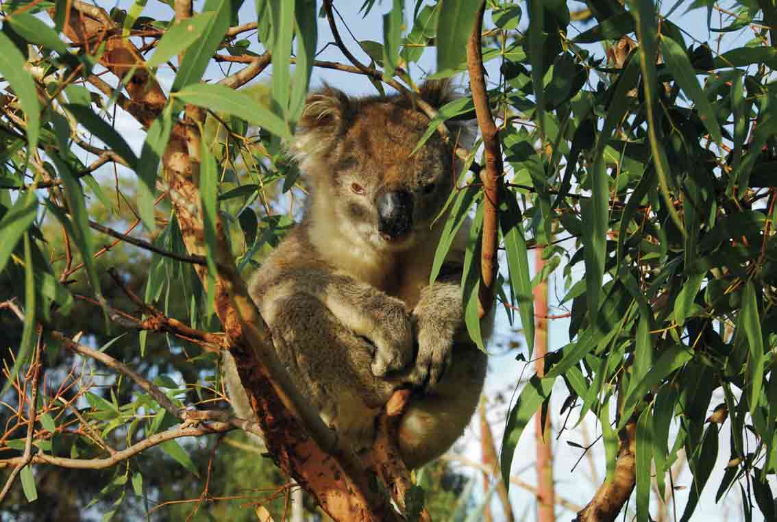Koala auf der Mikkira Station, Eyre Peninsula, Südaustralien