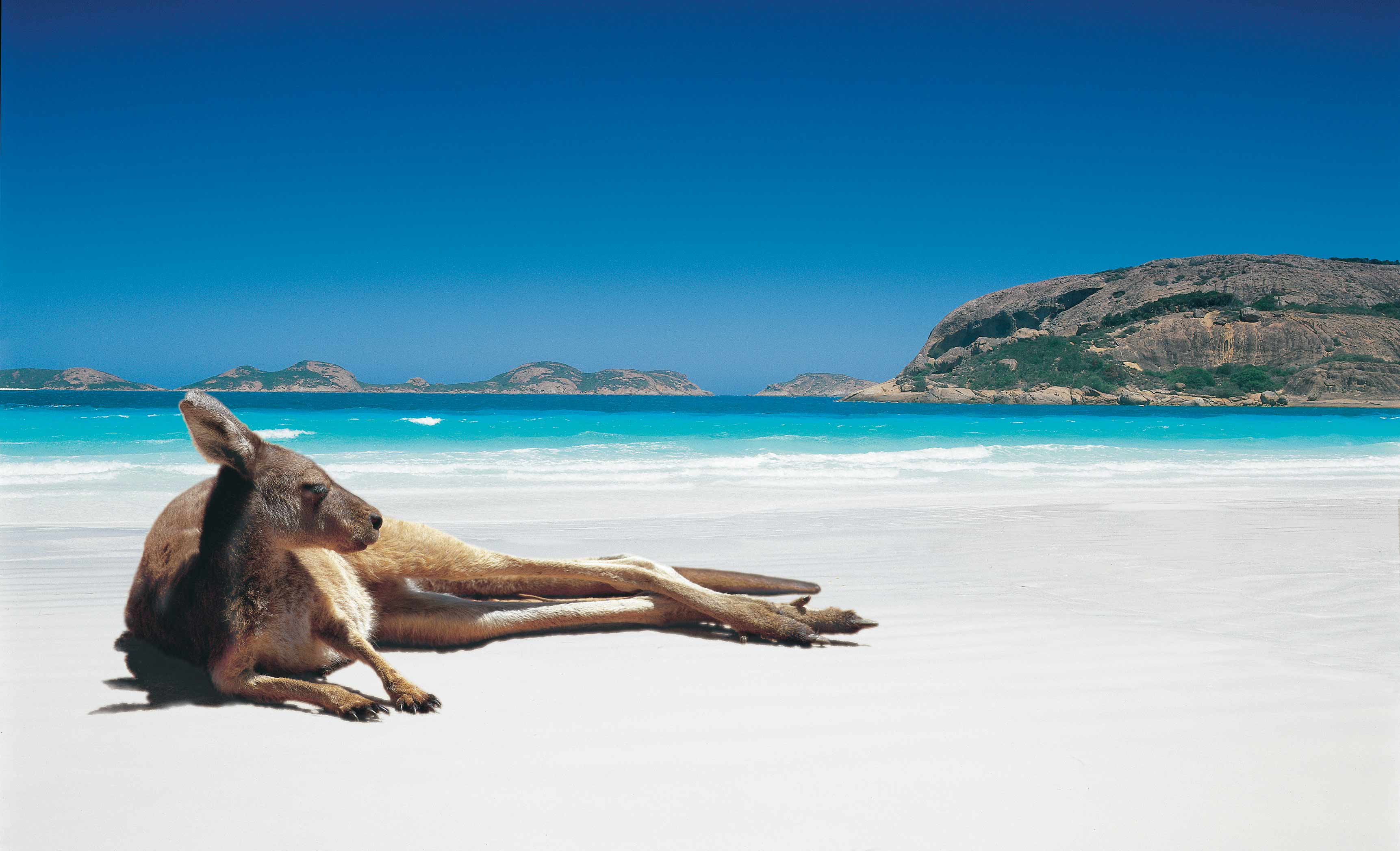 Känguru am Lucky Bay Strand, weisser Sand, Felsen, Meer
