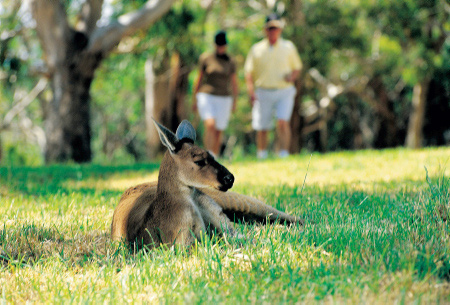 Känguru Pause im Cleland Wildlife Park Mt. Lofty in den Adelaide Hills