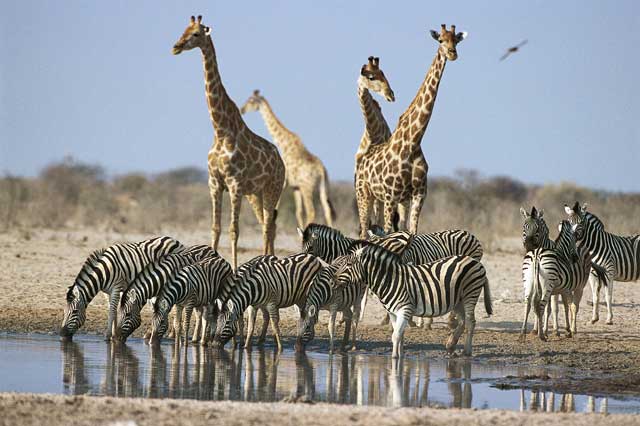 Namibia Teaserbild
