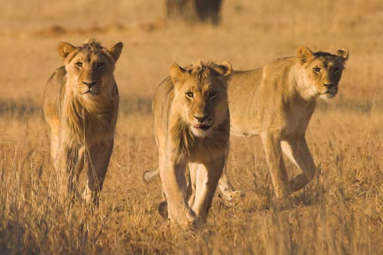 Afrika Teaserbild