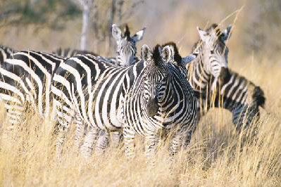Namibia Teaserbild